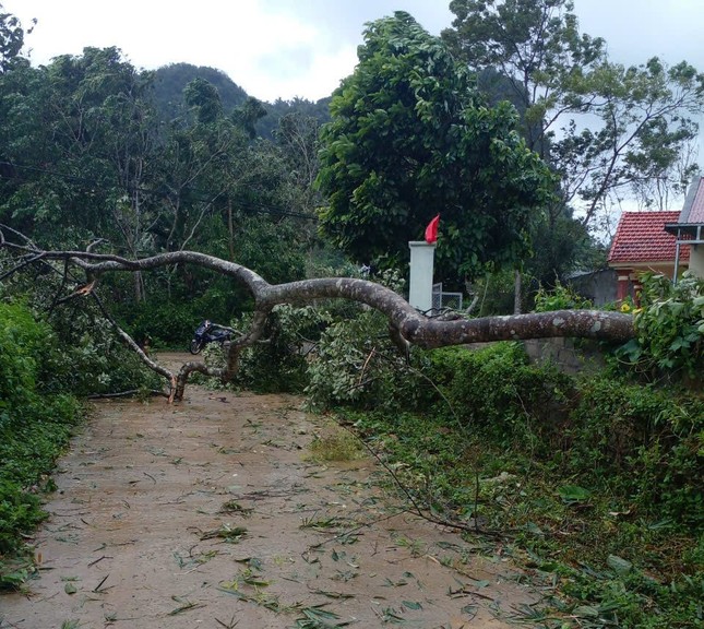 Cây bật gốc gãy đổ rạp ở Lạng Sơn
